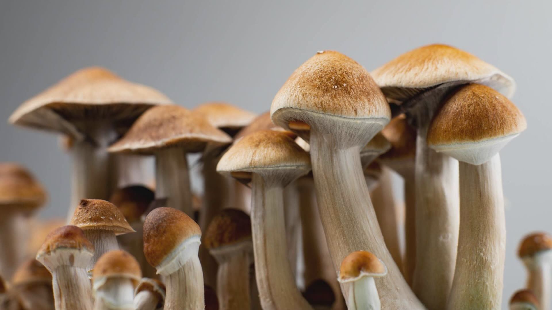 Breaking: Psychedelics approved for medical use in Canada