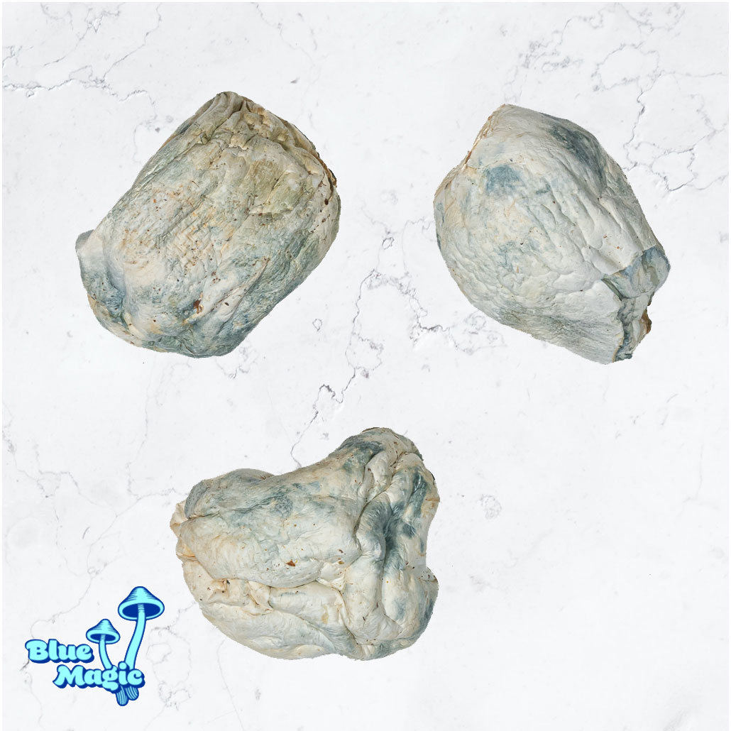 Albino Penis Envy Dino Egg