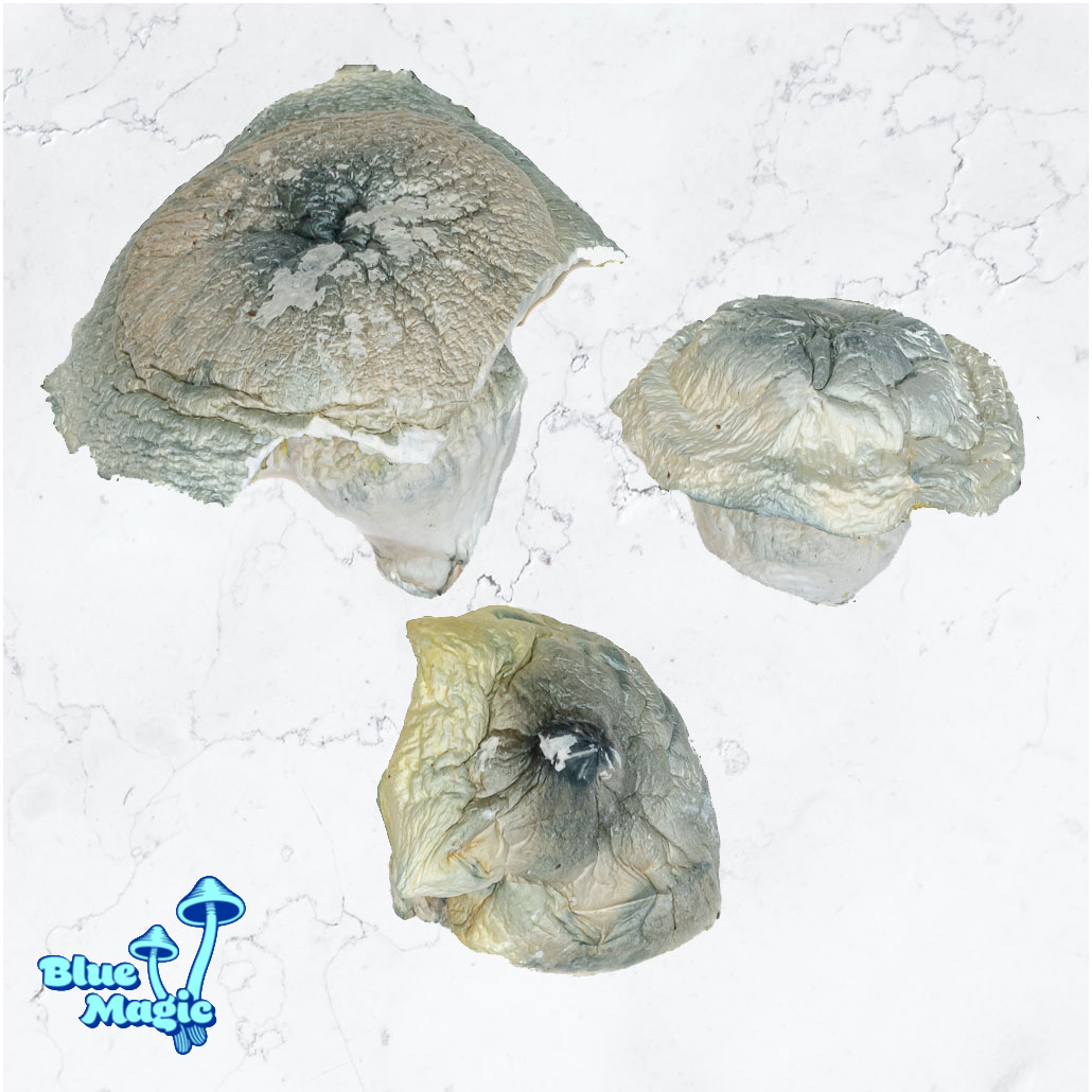 Albino Thai Lipa Yai (Iceberg)